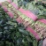 精品菠菜，20------30厘米质量好，货源充足，诚信
