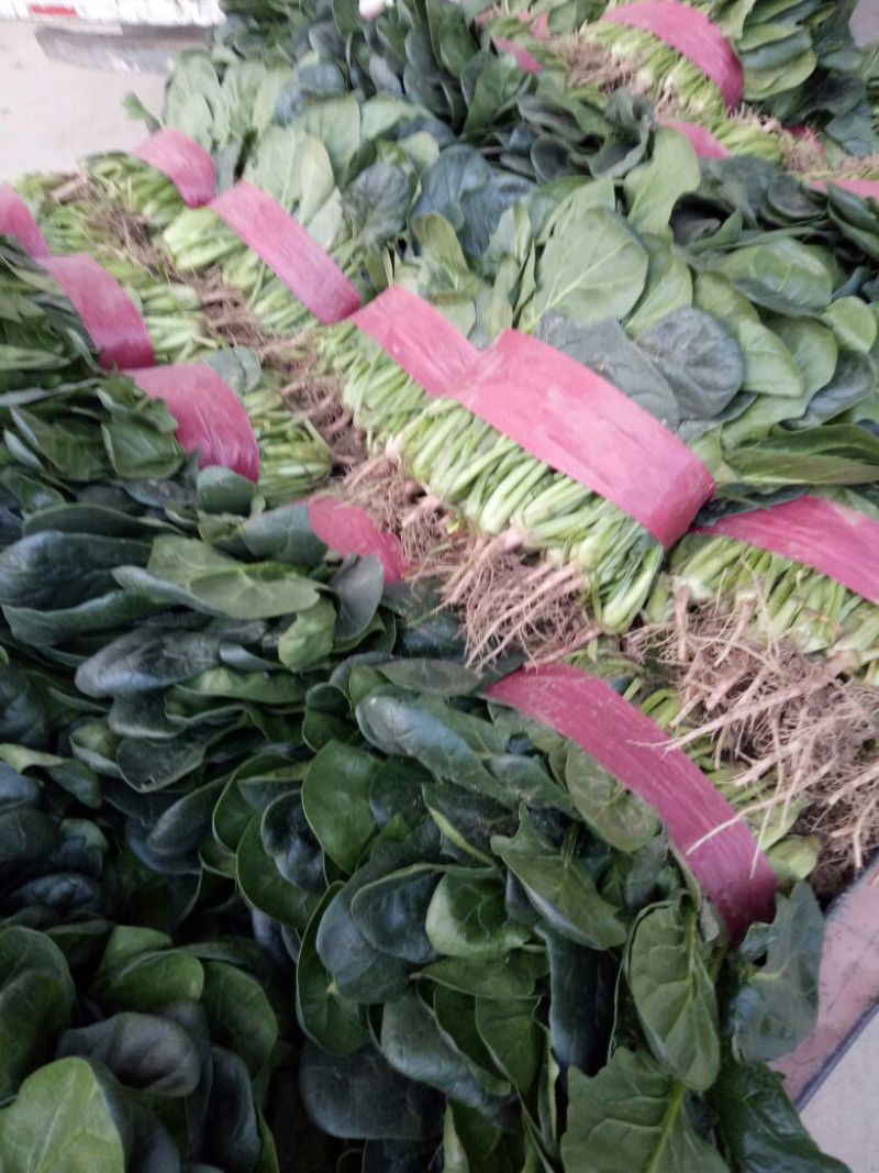精品菠菜，20------30厘米质量好，货源充足，诚信
