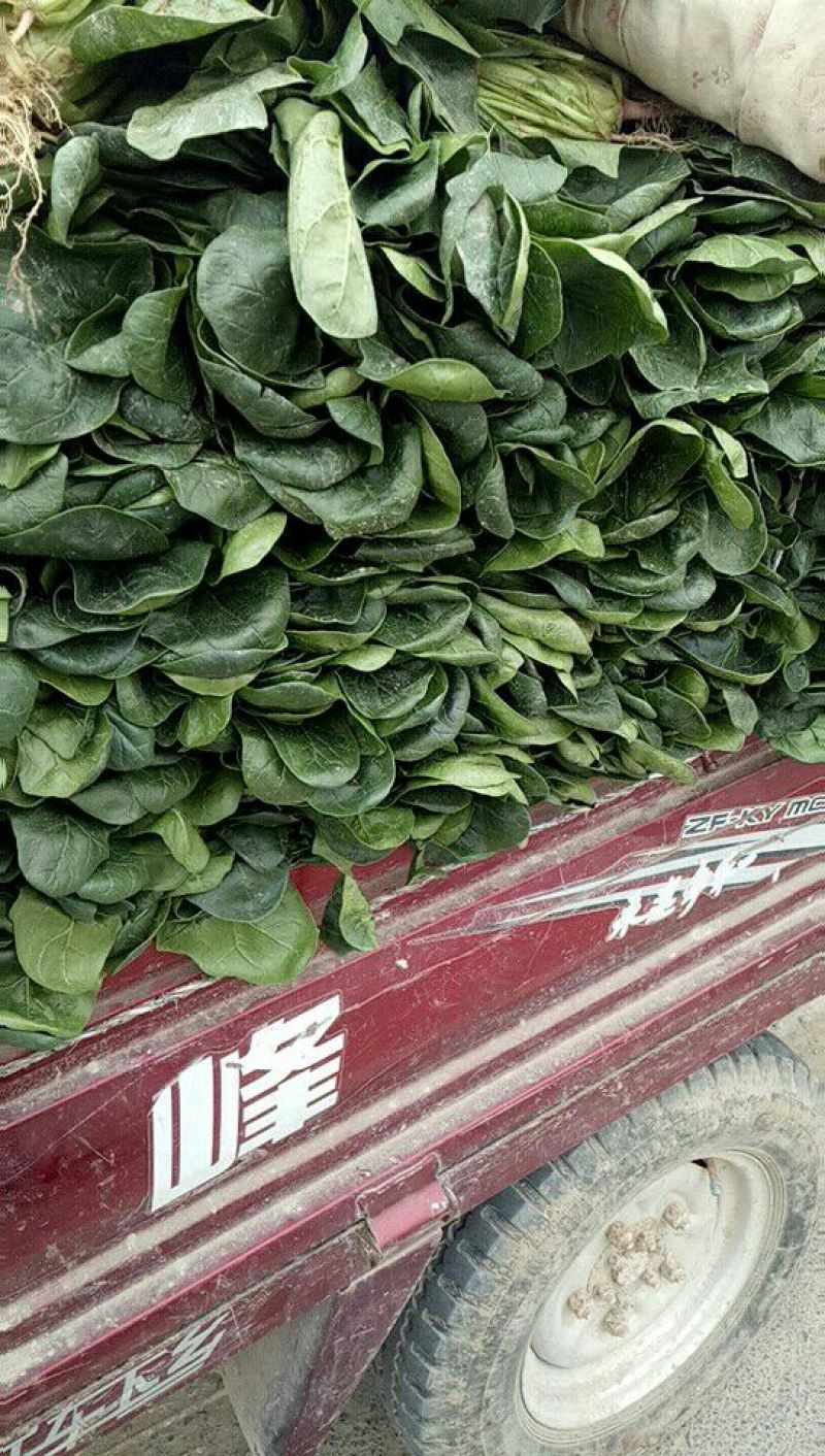 精品菠菜，20------30厘米质量好，货源充足，诚信