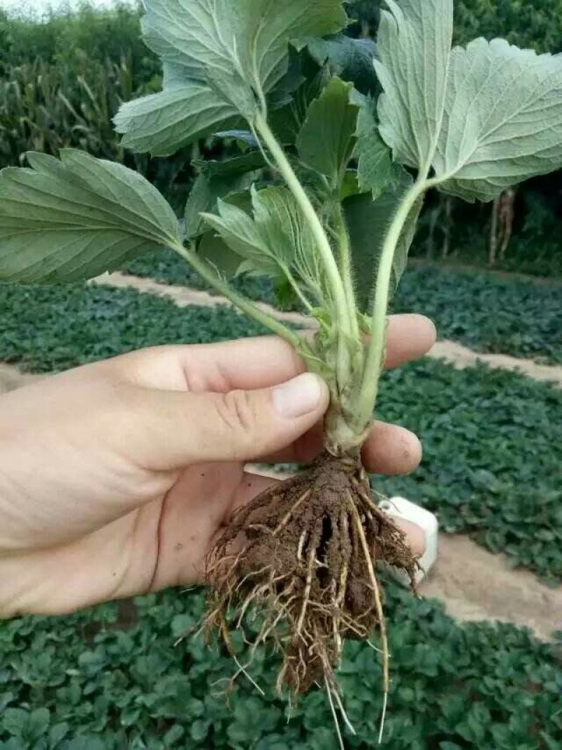 草莓章姬草莓奶油草莓达赛草莓有苗出售免费技术