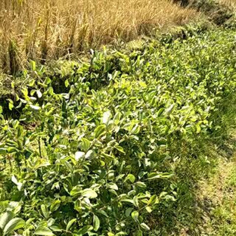 枣树苗基地直供/包成活率包技术指导/死苗断苗免费补发