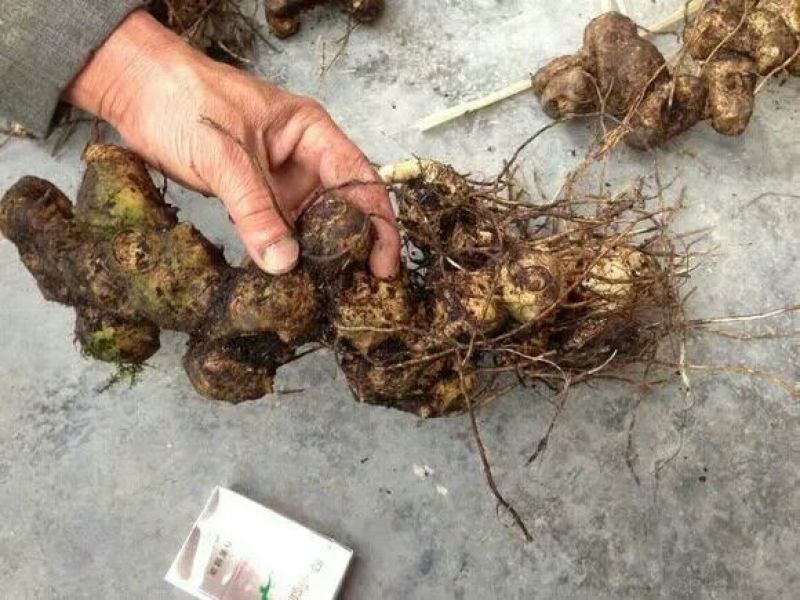 黄精甜统个，干货