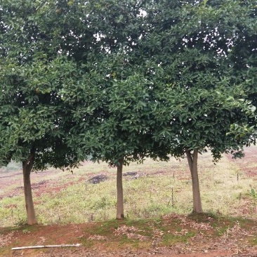 香橼红果香橼