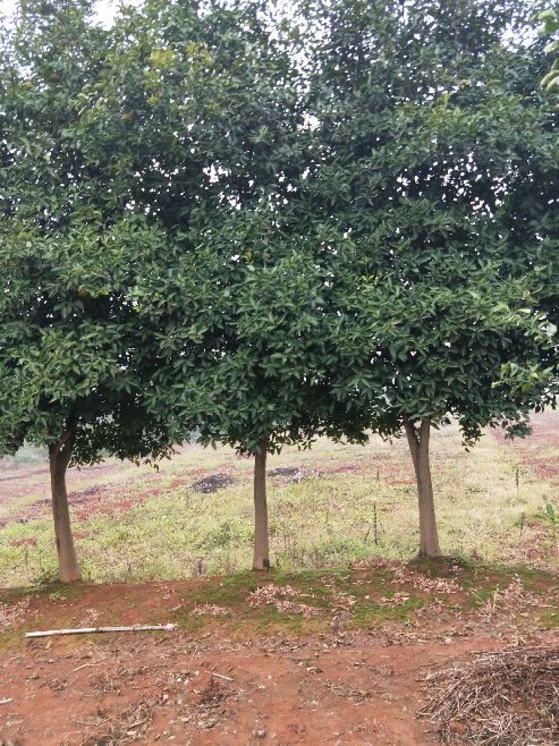 香橼红果香橼