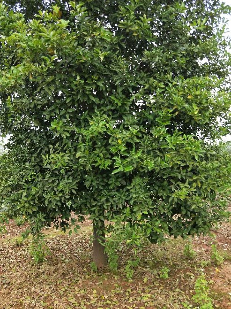 香橼红果香橼
