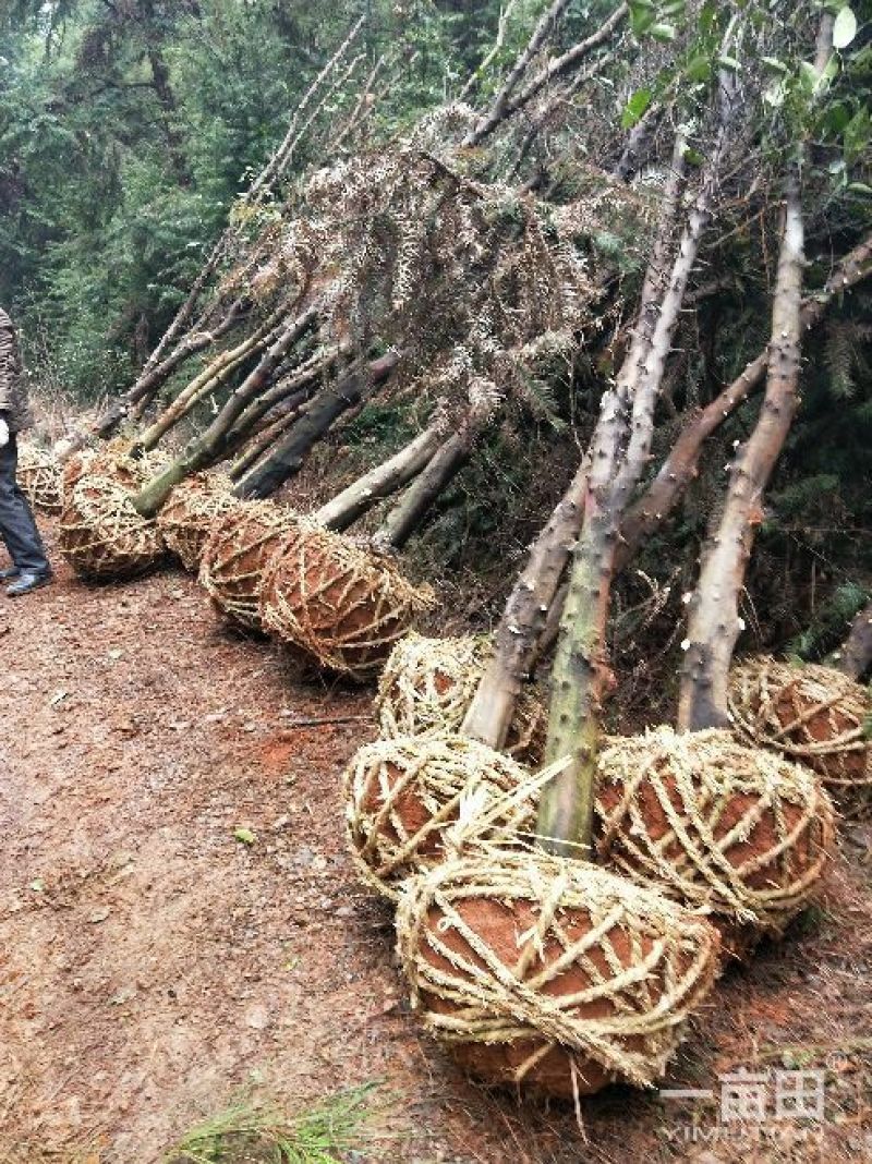 香橼红果香橼
