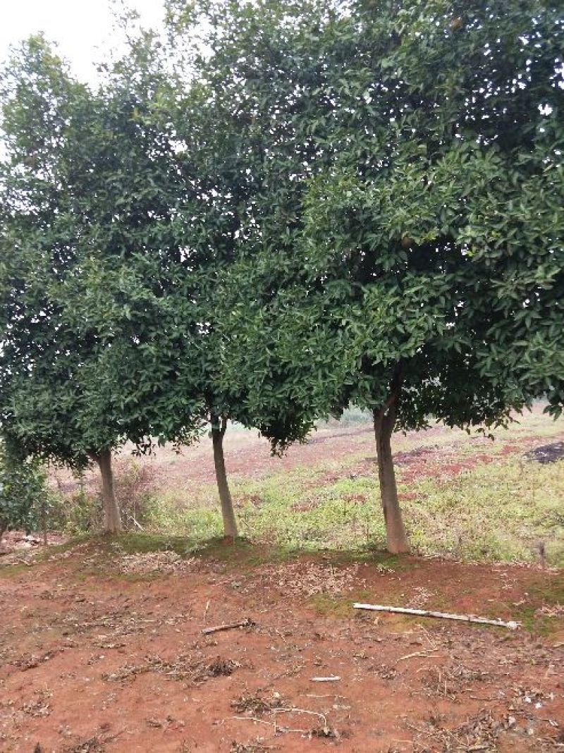 香橼红果香橼