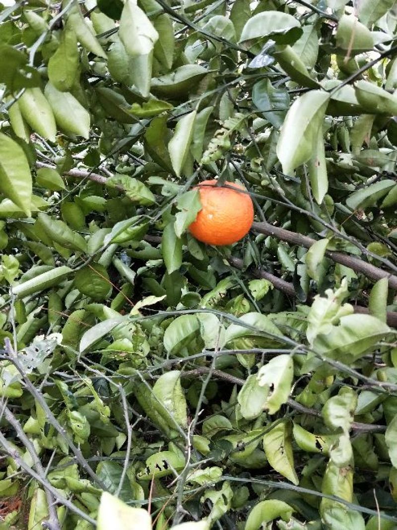 香橼红果香橼
