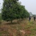 香橼红果香橼