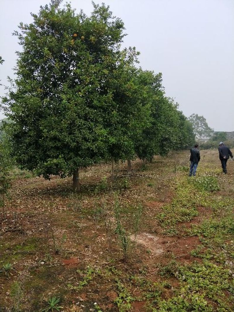 香橼红果香橼