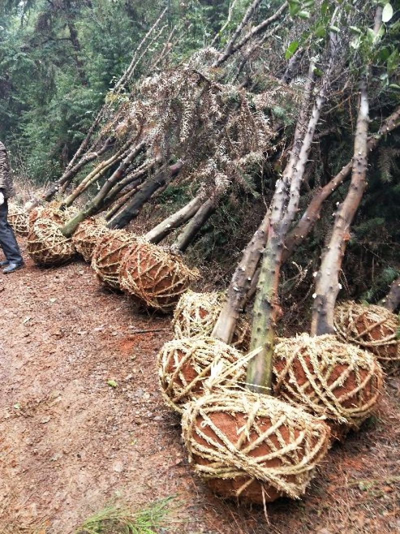 香橼红果香橼