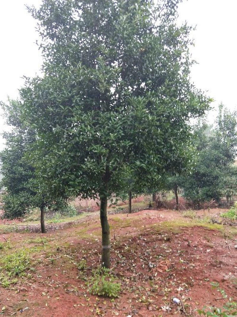 香橼红果香橼