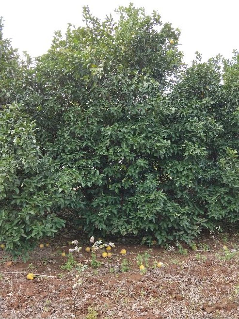 香橼红果香橼