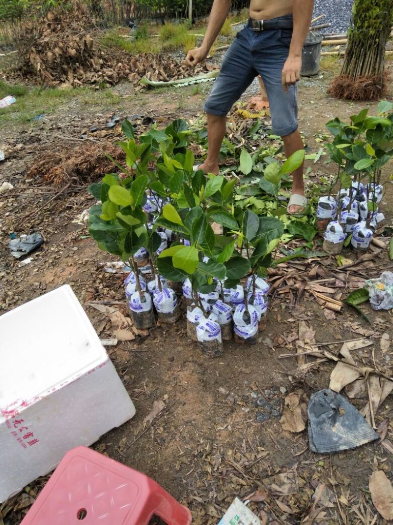 菠萝蜜苗稿接树
