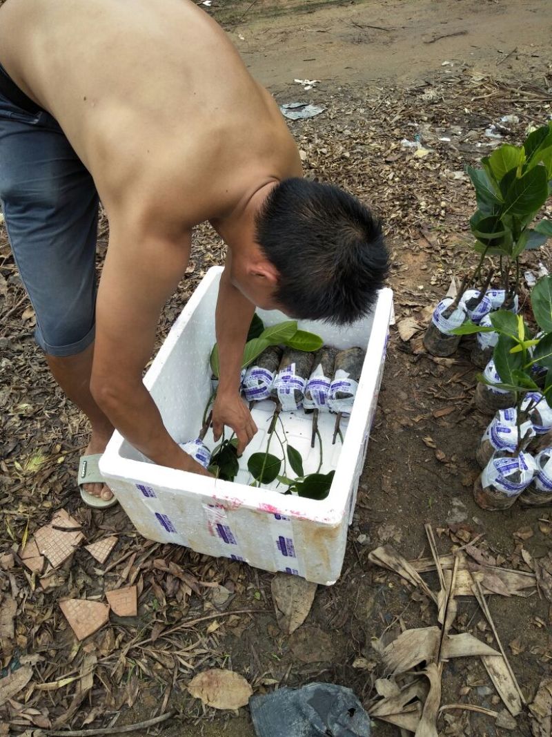 菠萝蜜苗稿接树