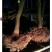 红橘苗150cm以上