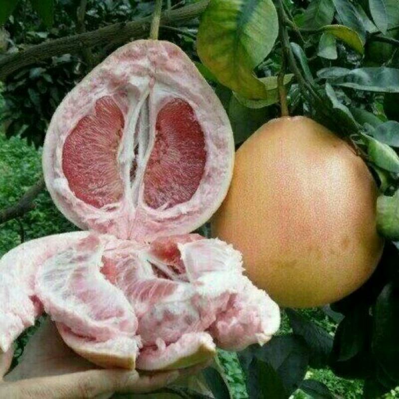 三红蜜柚苗