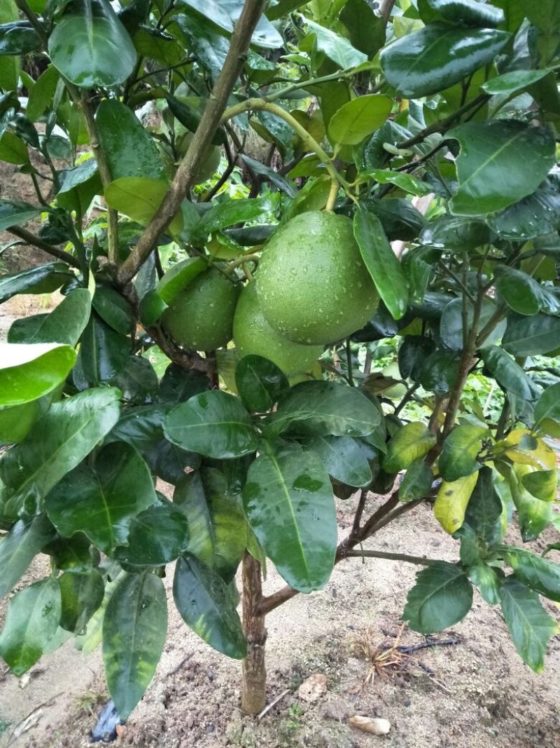 三红蜜柚苗