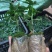木瓜树苗10~20cm