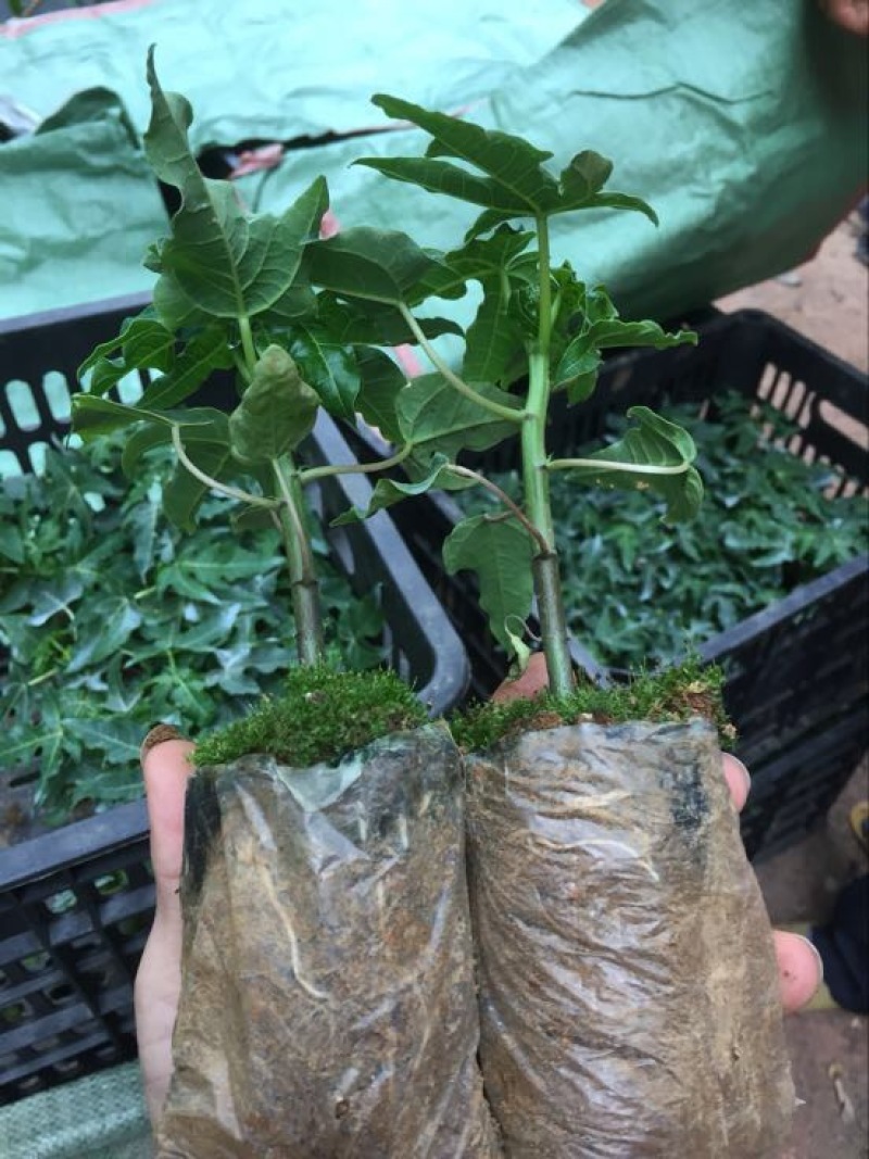 木瓜树苗10~20cm