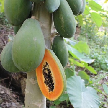 木瓜树苗10~20cm