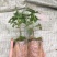 木瓜树苗10~20cm