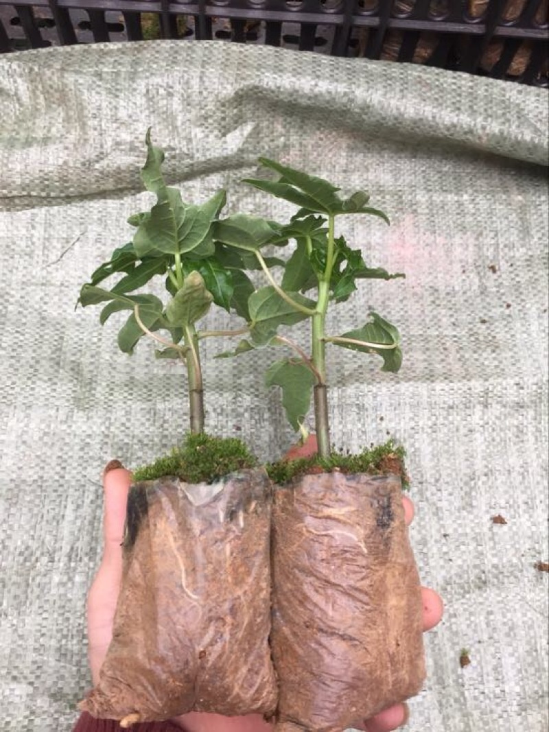 木瓜树苗10~20cm