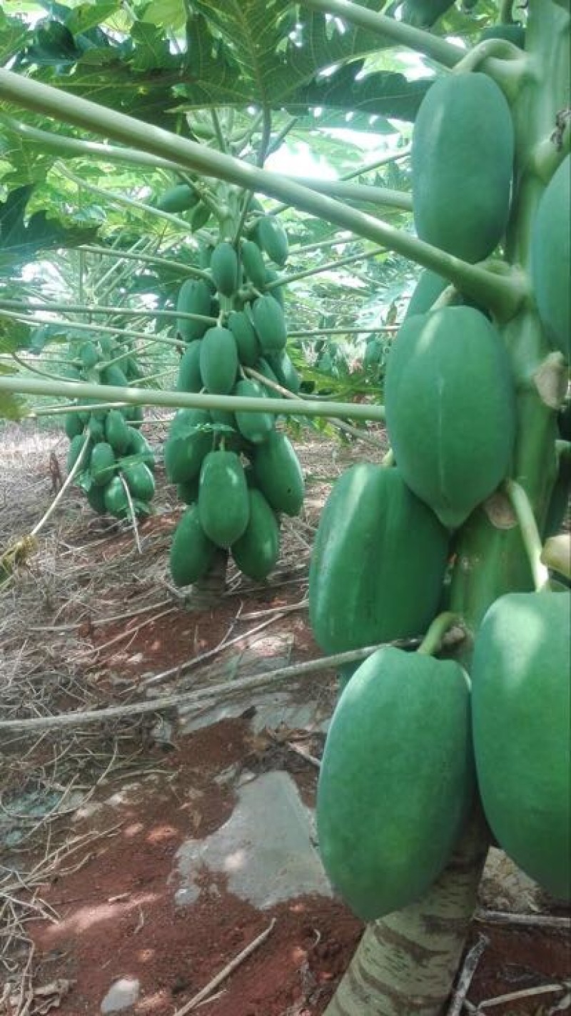 木瓜树苗10~20cm
