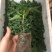 木瓜树苗10~20cm