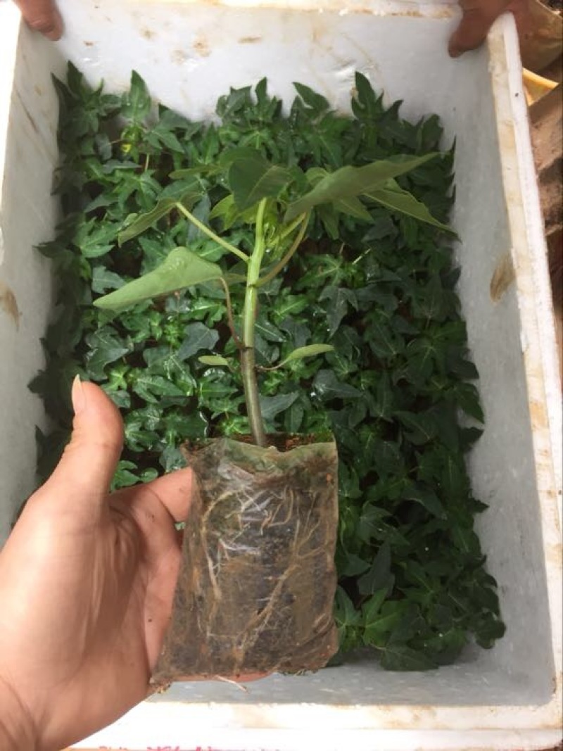 木瓜树苗10~20cm
