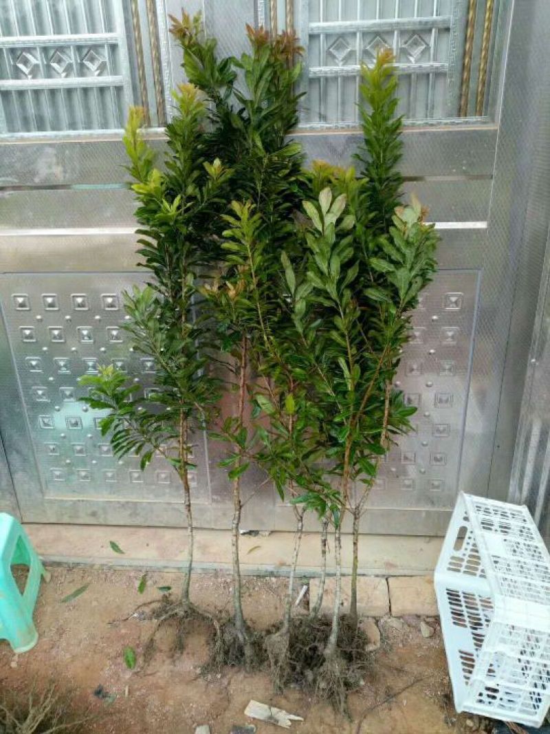 杨梅苗东魁杨梅，嫁接苗！晚熟品种。