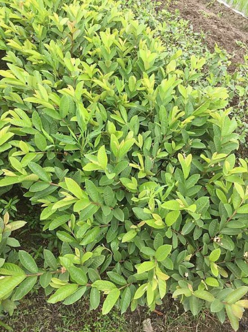 台湾珍珠番石榴苗50~80cm