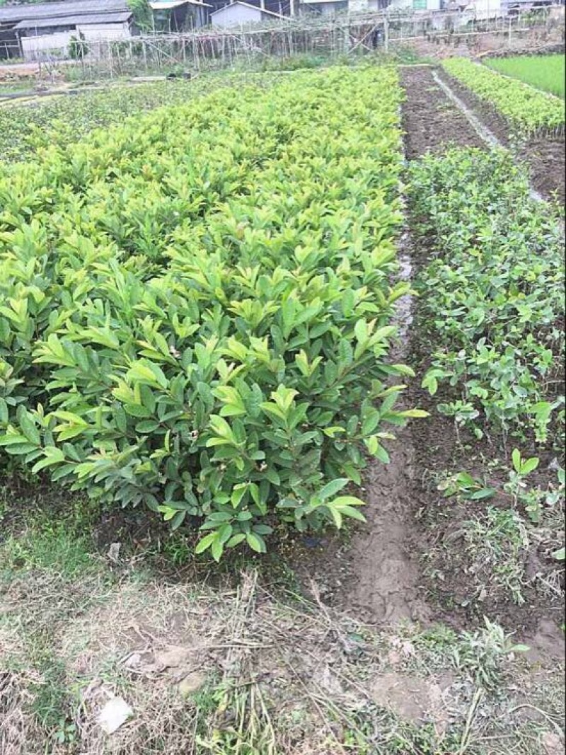 台湾珍珠番石榴苗50~80cm