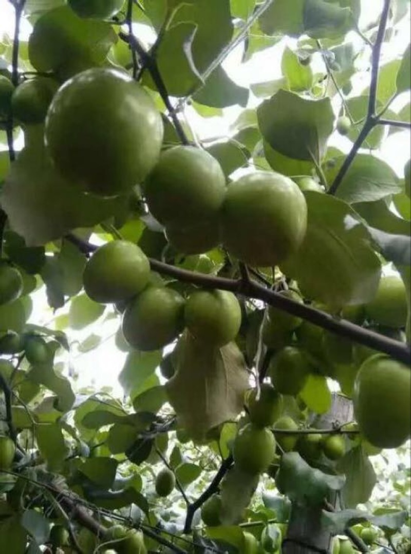 青枣苗根须发达现挖现买可带泥球发货量大从优