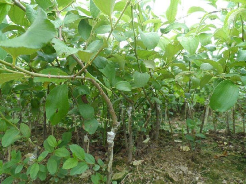 青枣苗根须发达现挖现买可带泥球发货量大从优
