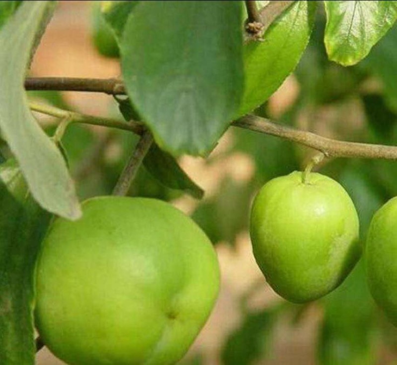 青枣苗根须发达现挖现买可带泥球发货量大从优