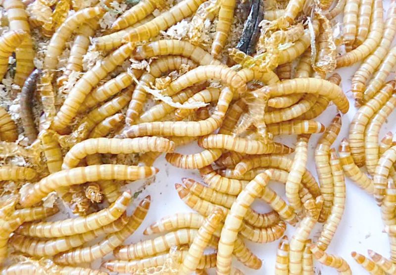 黄粉虫