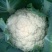 松花菜2~3斤散花乳白预售产地直供货源充足实力代办