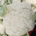 松花菜2~3斤散花乳白预售产地直供货源充足实力代办