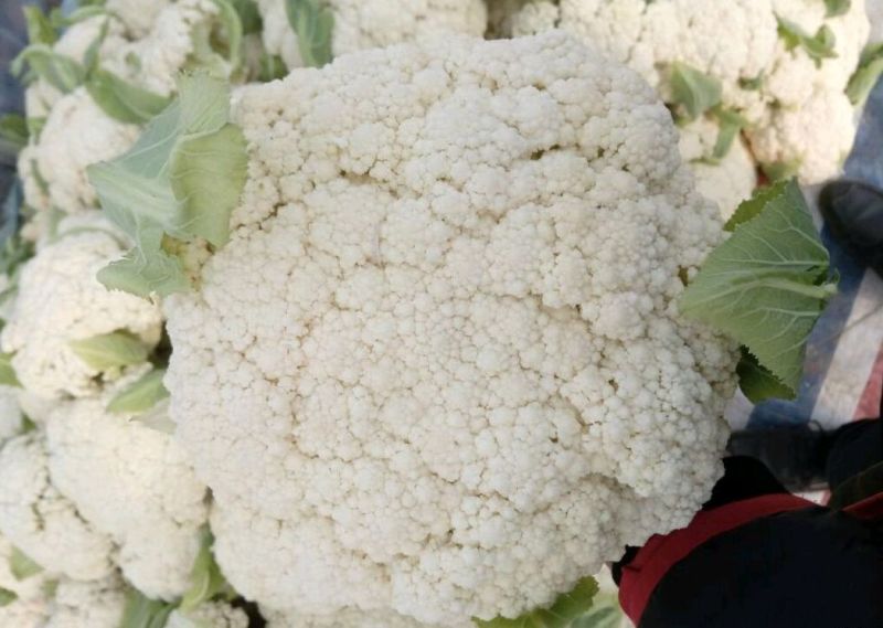 松花菜2~3斤散花乳白预售产地直供货源充足实力代办