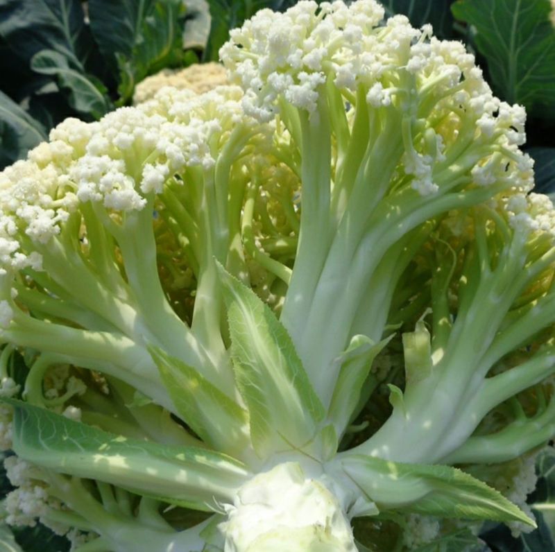 松花菜2~3斤散花乳白预售产地直供货源充足实力代办