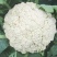 松花菜2~3斤散花乳白预售产地直供货源充足实力代办