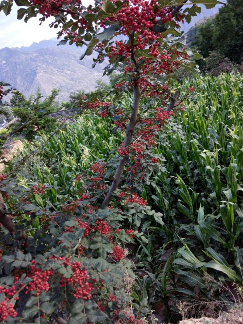 大红袍花椒特级干