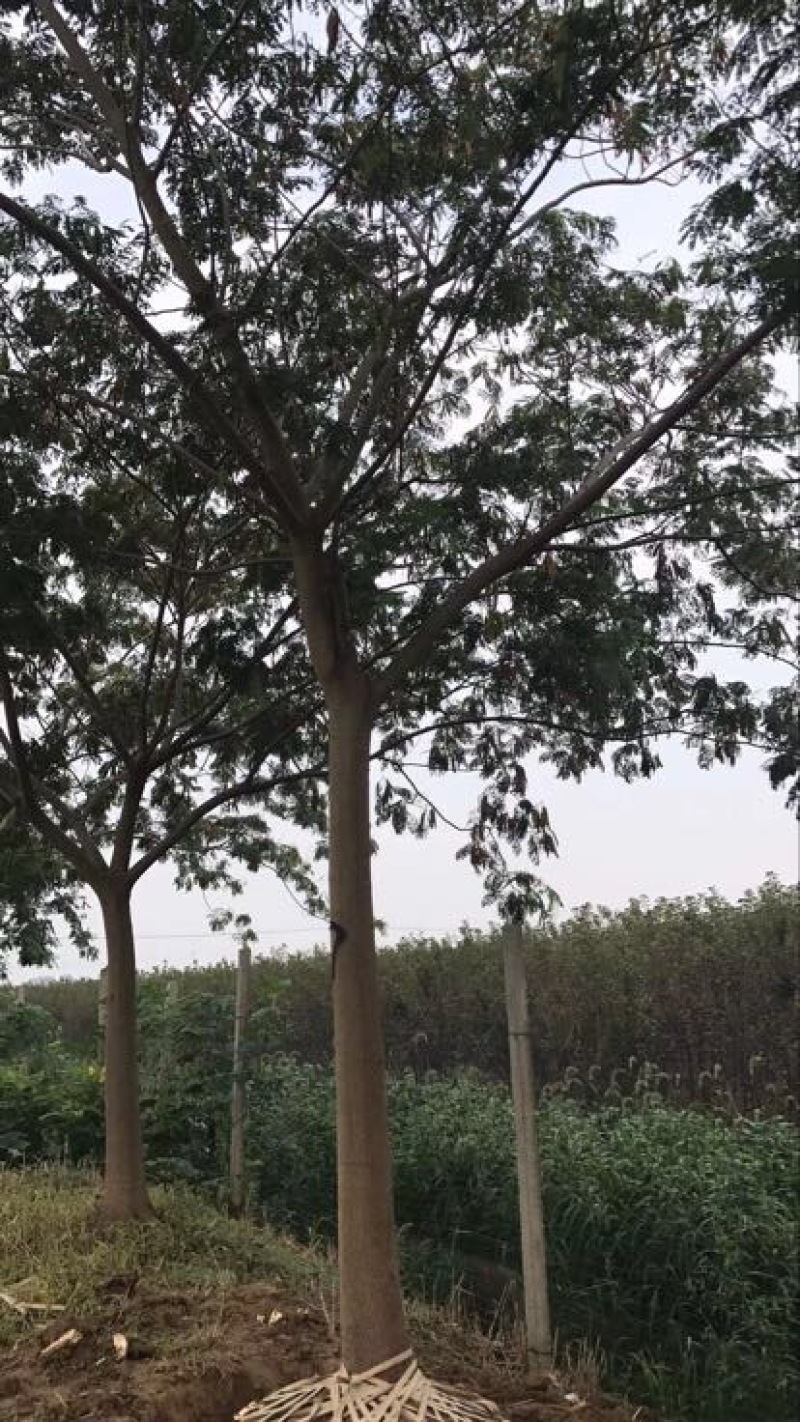 合欢