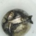 花鲢鱼苗品质好皮毛漂亮