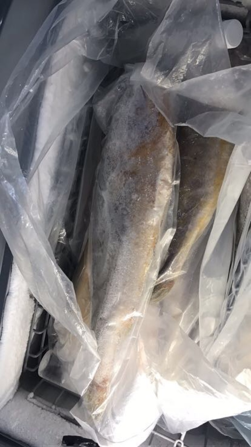 大黄鱼食用