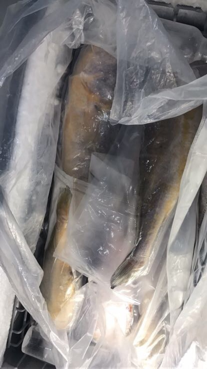 大黄鱼食用