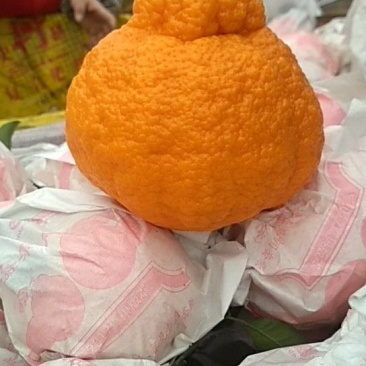 丑柑7.5~8cm