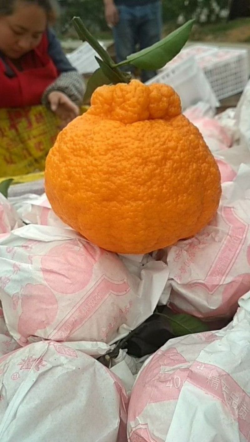 丑柑7.5~8cm