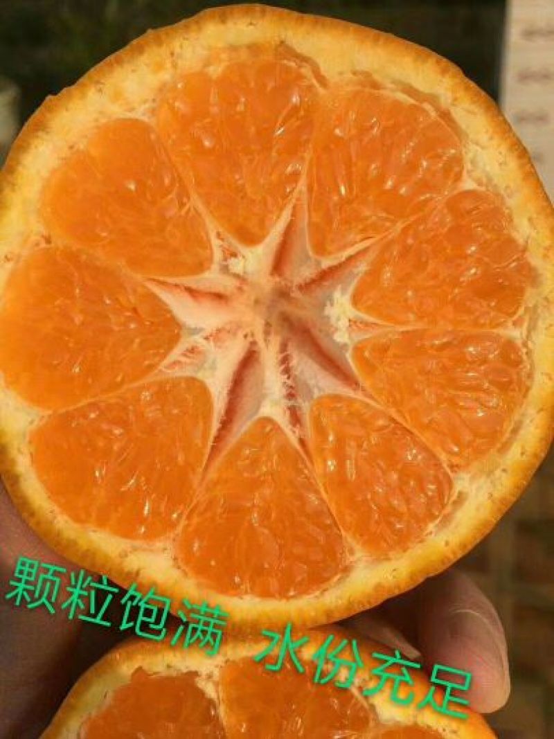 丑柑7.5~8cm